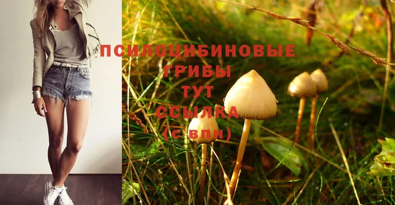 купить наркотики сайты  Алейск  Псилоцибиновые грибы Psilocybine cubensis 